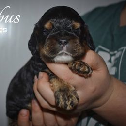 Nimbus - Black and tan male Cocker Spaniel puppy in Myerstown, Pennsylvania from The Cocker Cingdom