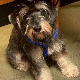 Miniature Schnauzers and Yorkshire Terriers from Sassy Schnauzers