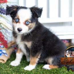 Flopsy - Black tri female Miniature Australian Shepherd puppy in Granbury, Texas from Best Little Aussies