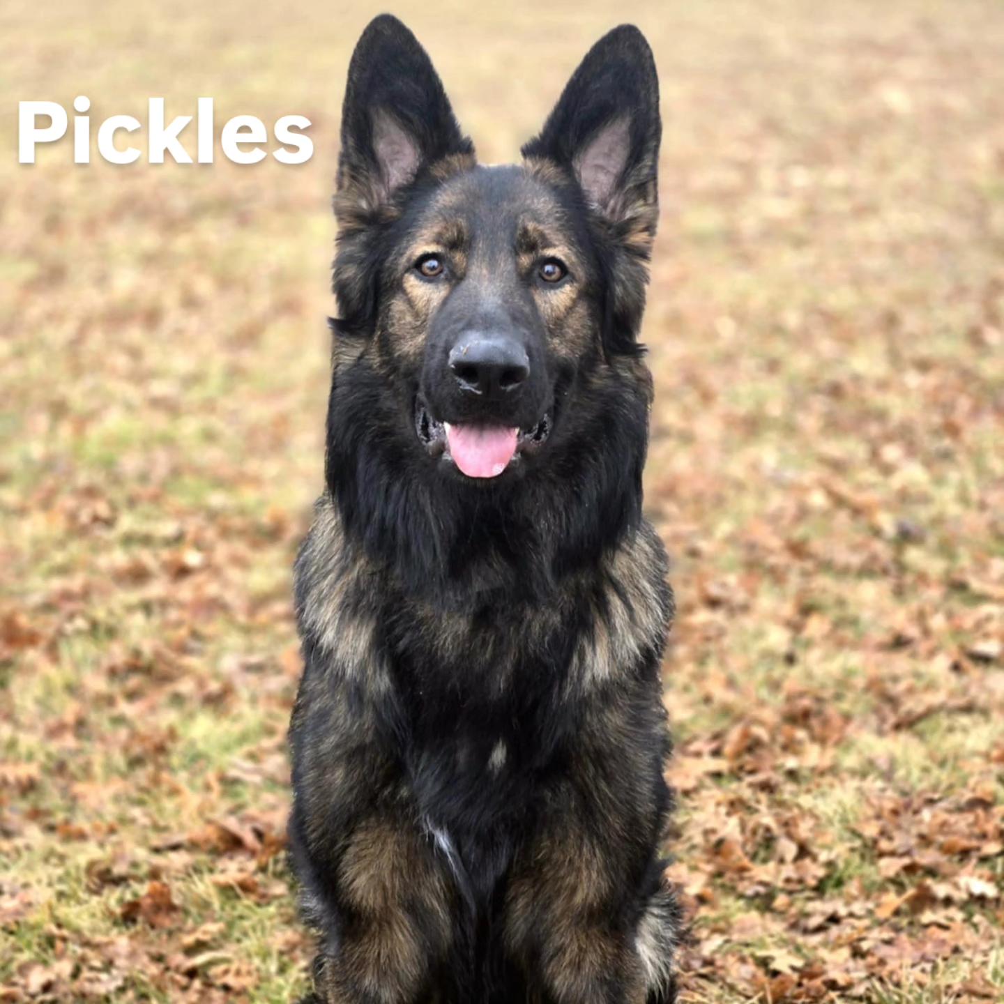 Pickles