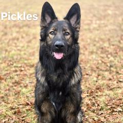 Pickles - German Shepherd