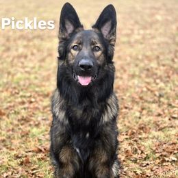 Pickles - German Shepherd
