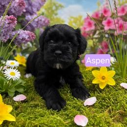 Aspen - Black female Miniature Schnauzer puppy in Piedmont, Oklahoma from J&K's Miniature Schnauzers
