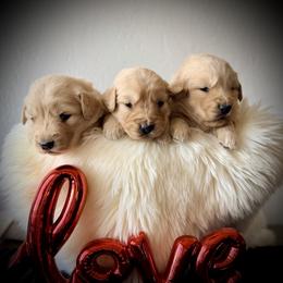Last Pick Female - Golden female Golden Retriever puppy in Mc Arthur, California from California Golden Love