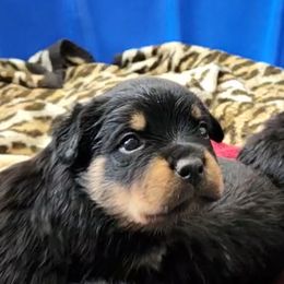 Rottweiler Puppies from Vom Hirschman Rottweiler
