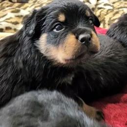 Rottweiler Puppies from Vom Hirschman Rottweiler