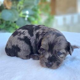 Boy 2 - Black and silver male Havapoo puppy in Dothan, Alabama from Farquharson's Poodles&Doodles