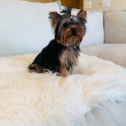 Toy Treause la boo-boo - Black and gold male Yorkshire Terrier puppy in Hesperia, California from Toy Treasure Yorkies