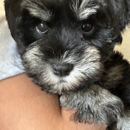 Miniature Schnauzer Puppies from Beards N Bows Mini Schnauzers