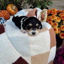 Moo moo - Piebald female Dachshund puppy in Nashville, Arkansas from Dixies Dachshunds