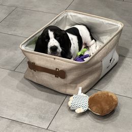 Basset Hound Puppies from Howlin Hounds