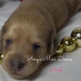 AKC Ariel - Red female Dachshund puppy in Jena, Louisiana from Amy’s Mini Doxies