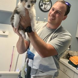 Australian Shepherd Puppies from Highline