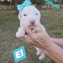 Goldendoodle Puppies from Ivey's Poodles & Doodles
