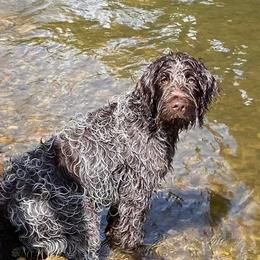 Wirehaired Pointing Griffons from Foggy Gap Griffons