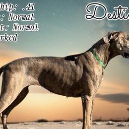 Destiny - Great Dane