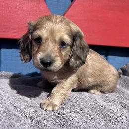 Miss Red Collar - Cream female Dachshund puppy in Willow Springs, Missouri from Krazy Acre Farm