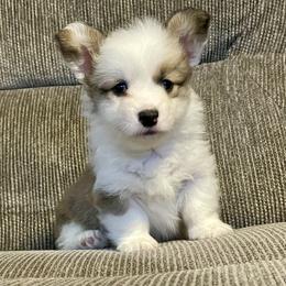 Mismark Sable fluffy girl 2 - Sable female Pembroke Welsh Corgi puppy in Rochester, Indiana from Stacy’s Pembroke Welsh Corgis