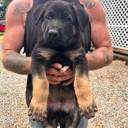 Blue collar - Black and tan male German Shepherd puppy in Rushsylvania, Ohio from Surgenor Shepherds!