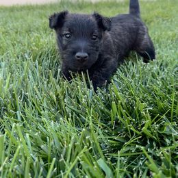 Girl 1 - Brindle female Scottish Terrier puppy in Great Falls, Montana from Scottie puppies