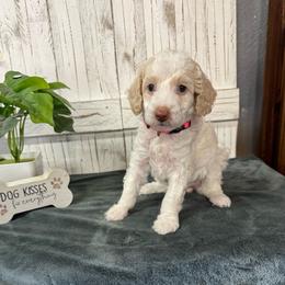 Pink Collar Girl 2150.00 - White female Cavapoo puppy in Alvin, Texas from JP Southern Doodles