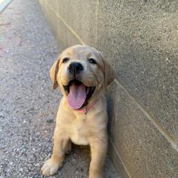 Remi - Yellow female Labrador Retriever puppy in Wittmann, Arizona from AM Labradors