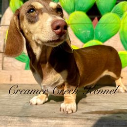 Cali Girl - Dachshund