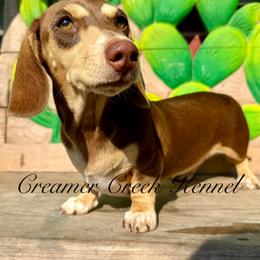 Cali Girl - Dachshund