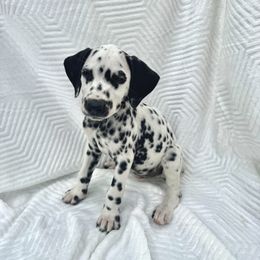 Red - White and black male Dalmatian puppy in Lockhart, Texas from Haus of Dals