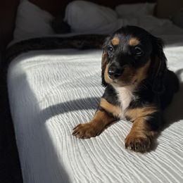 Dachshund Puppies from Monterey Bay Dachshund Kennel
