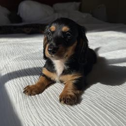 Dachshund Puppies from Monterey Bay Dachshund Kennel