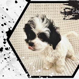 Charles - Black and white male Cavapoo puppy in Oak Island, North Carolina from Carolina Cavapoo Puppies
