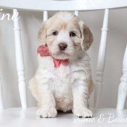 Australian Labradoodle Puppies from Rutu Australian Labradoodles