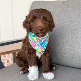 Oscar (Red Collar) - Chocolate male Goldendoodle puppy in Bell Buckle, Tennessee from Precious Puptown Doodles