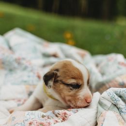 American Corgi and Pembroke Welsh Corgi Puppies from Dollhouse Farm