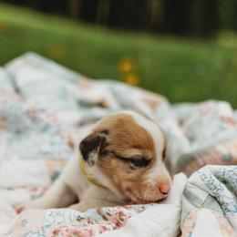 American Corgi and Pembroke Welsh Corgi Puppies from Dollhouse Farm