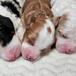 Mint - Red male Bernedoodle puppy in Granton, Wisconsin from Rose River Farms