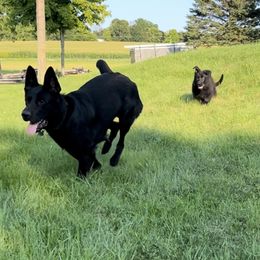 German Shepherd Puppies from Bolwerk’s 3B Acres