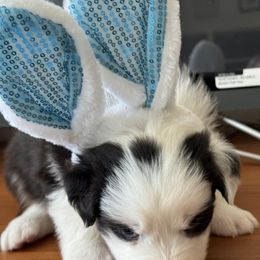 Australian Shepherd Puppies from Fly by Nite Australian Shepherds