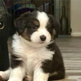 Sully - Black tri male Miniature American Shepherd puppy in Florseville, Texas from Ashber Farm