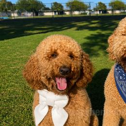 Goldendoodles from Zaribenjidoodles