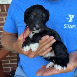Star - Tri-color female Bernedoodle puppy in Ferguson, North Carolina from Elevated Standards NC