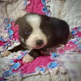 BET male - Black tri male Miniature Australian Shepherd puppy in Lemon Cove, California from Magic Ranch Mini Aussies