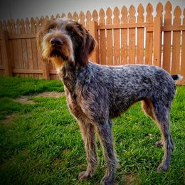 German Wirehaired Pointers from Grimmet German Wirehaired Pointers