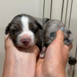 Bingo - Blue merle male Miniature Australian Shepherd puppy in Lakeport, California from Akins Aussies/Wild Rose Ranch