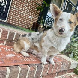 Tater tot - Pembroke Welsh Corgi