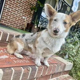 Tater tot - Pembroke Welsh Corgi
