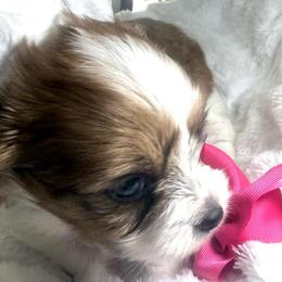 Gigy - Chocolate, tan and white female Yorkshire Terrier puppy in Concord, California from Puppy Boutique