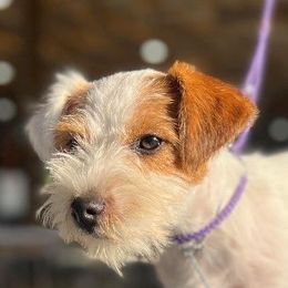 Lady Di - Russell Terrier