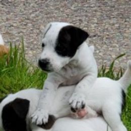 Boy 1 - Black and white Jack Russell Terrier puppy in California from Kimberlite